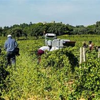 Lavoratori stagionali: Asti Agricoltura denuncia il problema del blocco della manodopera straniera