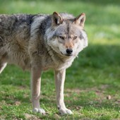 La denuncia di Coldiretti: "Un vitello predato dai lupi all'interno di una stalla nella pianura del Morozzese, serve intervenire" La denuncia di Coldiretti: "Un vitello predato dai lupi all'interno di una stalla nella pianura del Morozzese, serve intervenire"