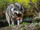 Immagine di archivio di un lupo predatore Immagine di archivio di un lupo predatore