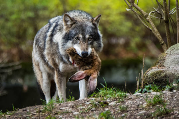 Immagine di archivio di un lupo predatore
