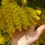 Festa della donna: perché si regalano le mimose?