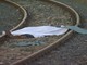 Cadavere sui binari tra Lingotto e Moncalieri, circolazione ferroviaria paralizzata
