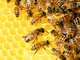 Uncem con Aspromiele, preoccupazione per la produzione di miele in calo e per la moria di api