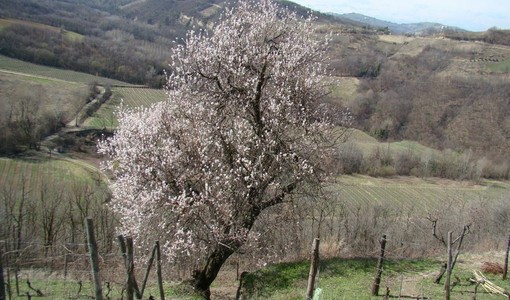Un mandorlo nel Forteto della Luja (ph. G. Scaglione)
