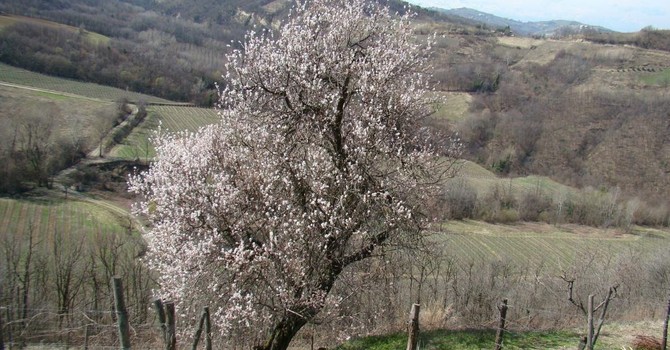 Un mandorlo nel Forteto della Luja (ph. G. Scaglione)