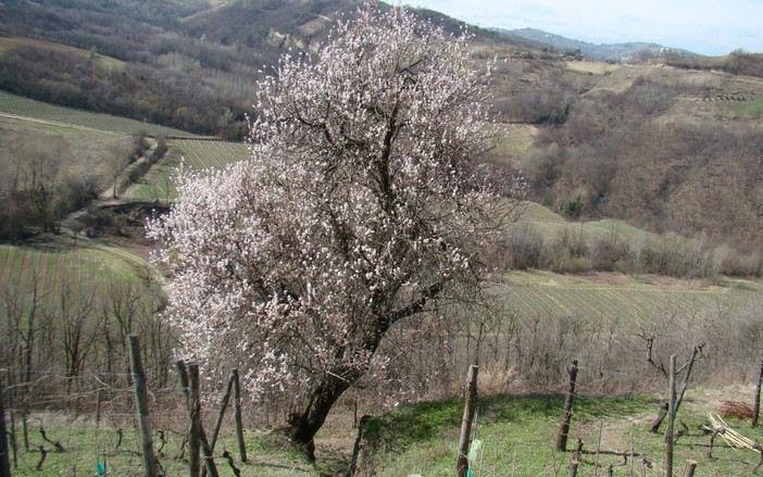 Un mandorlo nel Forteto della Luja (ph. G. Scaglione) Un mandorlo nel Forteto della Luja (ph. G. Scaglione)