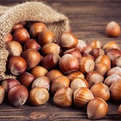 Nocciole, raccolta anticipata e produzione superiore al 2025: “Il mercato sappia valorizzare il prodotto”