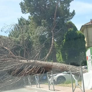 Immagine tratta dal gruppo social &quot;Se sei di Nizza Monferrato&quot;