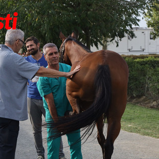 Le visite veterinarie di questa mattina (Merphefoto)