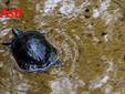 Le immagini della pulizia del laghetto (Merphefoto)