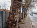I platani di corso Savona che verranno abbattuto (Foto J.DeM.A.) I platani di corso Savona che verranno abbattuto (Foto J.DeM.A.)