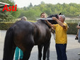 Le visite veterinarie di questa mattina (Merphefoto) Le visite veterinarie di questa mattina (Merphefoto)