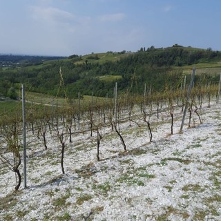 I danni ai vigneti nel nord astigiano di questa mattina (foto Dati Meteo Asti)