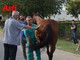 Le visite veterinarie di questa mattina (Merphefoto) Le visite veterinarie di questa mattina (Merphefoto)
