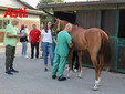 Le visite veterinarie di questa mattina (Merphefoto) Le visite veterinarie di questa mattina (Merphefoto)