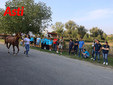 Le visite veterinarie di questa mattina (Merphefoto) Le visite veterinarie di questa mattina (Merphefoto)