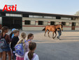 Le visite veterinarie di questa mattina (Merphefoto) Le visite veterinarie di questa mattina (Merphefoto)