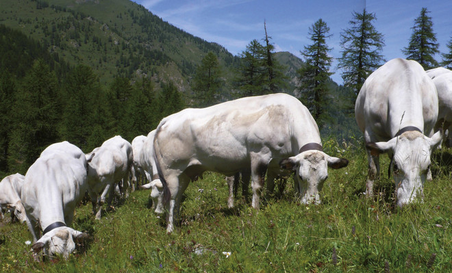 Coldiretti Piemonte: dal 15 maggio sostegni per la razza Piemontese