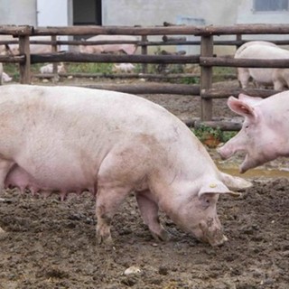 Peste suina, sale l'allarme tra gli allevatori: nuovo caso a Bubbio e scoppia un focolaio nell'Alessandrino