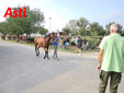 Le visite veterinarie di questa mattina (Merphefoto) Le visite veterinarie di questa mattina (Merphefoto)