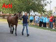Le visite veterinarie di questa mattina (Merphefoto) Le visite veterinarie di questa mattina (Merphefoto)