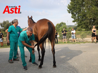 Le visite veterinarie di questa mattina (Merphefoto) Le visite veterinarie di questa mattina (Merphefoto)