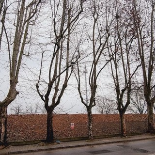 I platani di corso Savona (J.Dem.A)