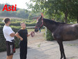 Le visite veterinarie di questa mattina (Merphefoto) Le visite veterinarie di questa mattina (Merphefoto)