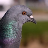 Sospesa la delibera sui piccioni: colpo di scena al TAR Sospesa la delibera sui piccioni: colpo di scena al TAR