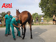 Le visite veterinarie di questa mattina (Merphefoto) Le visite veterinarie di questa mattina (Merphefoto)