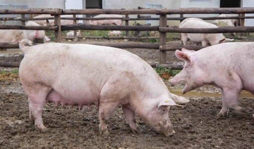 Peste suina, sale l'allarme tra gli allevatori: nuovo caso a Bubbio e scoppia un focolaio nell'Alessandrino