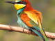Biodiversità ed educazione, a Cortiglione il lancio ufficiale del progetto europeo BioUP Biodiversità ed educazione, a Cortiglione il lancio ufficiale del progetto europeo BioUP