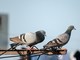 Allontanamento piccioni: come funziona il servizio