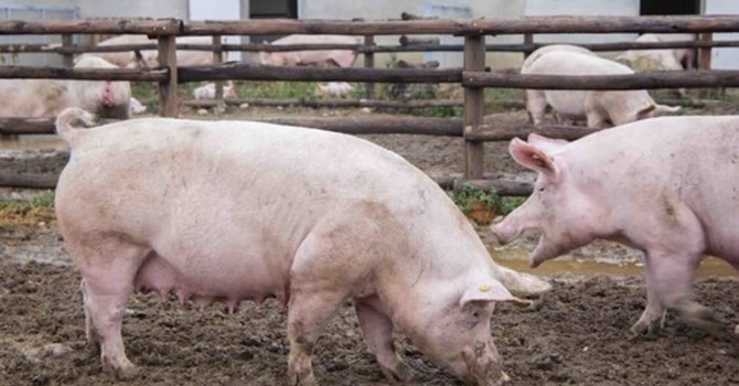 Peste suina, sale l'allarme tra gli allevatori: nuovo caso a Bubbio e scoppia un focolaio nell'Alessandrino