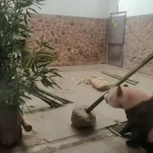Un fotogramma del video della visita della delegazione astigiana ai panda giganti