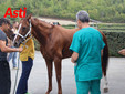 Le visite veterinarie di questa mattina (Merphefoto) Le visite veterinarie di questa mattina (Merphefoto)