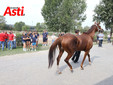 Le visite veterinarie di questa mattina (Merphefoto) Le visite veterinarie di questa mattina (Merphefoto)