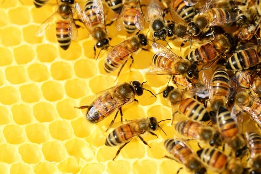 Api, sentinelle dell’ambiente e pilastro dell’agricoltura: Coldiretti lancia l’allerta su concorrenza sleale e clima Api, sentinelle dell’ambiente e pilastro dell’agricoltura: Coldiretti lancia l’allerta su concorrenza sleale e clima