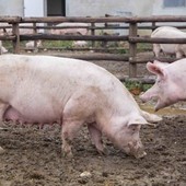 Peste suina, sale l'allarme tra gli allevatori: nuovo caso a Bubbio e scoppia un focolaio nell'Alessandrino