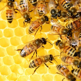 Api, sentinelle dell’ambiente e pilastro dell’agricoltura: Coldiretti lancia l’allerta su concorrenza sleale e clima