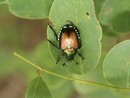Allarme Popillia japonica: Confagricoltura chiede interventi urgenti Allarme Popillia japonica: Confagricoltura chiede interventi urgenti