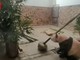 Un fotogramma del video della visita della delegazione astigiana ai panda giganti