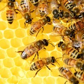 Api, sentinelle dell’ambiente e pilastro dell’agricoltura: Coldiretti lancia l’allerta su concorrenza sleale e clima