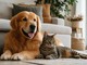 Pulci e zecche negli animali domestici, quando valutare Duoflect con il veterinario Pulci e zecche negli animali domestici, quando valutare Duoflect con il veterinario