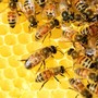 Api, sentinelle dell’ambiente e pilastro dell’agricoltura: Coldiretti lancia l’allerta su concorrenza sleale e clima