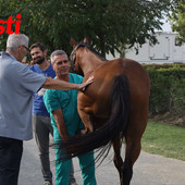 Le visite veterinarie di questa mattina (Merphefoto) Le visite veterinarie di questa mattina (Merphefoto)