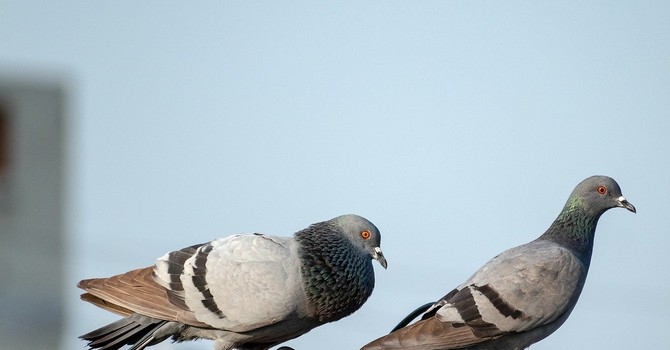 Ricorso sui colombi ad Asti, EARTH Odv chiarisce: “Sosteniamo le stesse finalità, ma non siamo stati coinvolti”