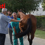 Le visite veterinarie di questa mattina (Merphefoto) Le visite veterinarie di questa mattina (Merphefoto)