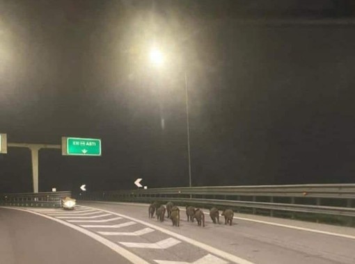 Asti: la foto dei cinghiali in autostrada è diventata virale in poche ore