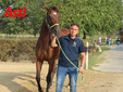 Le visite veterinarie di questa mattina (Merphefoto) Le visite veterinarie di questa mattina (Merphefoto)